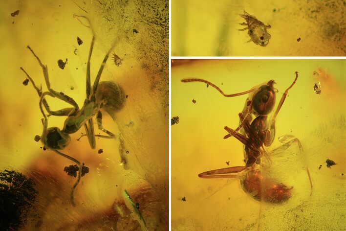 Two Fossil Ants & A Mite In Baltic Amber #50652